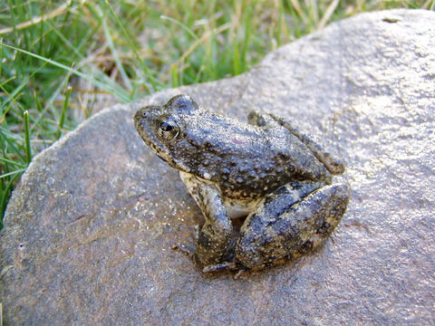 Image of Foothill yellow-legged frog