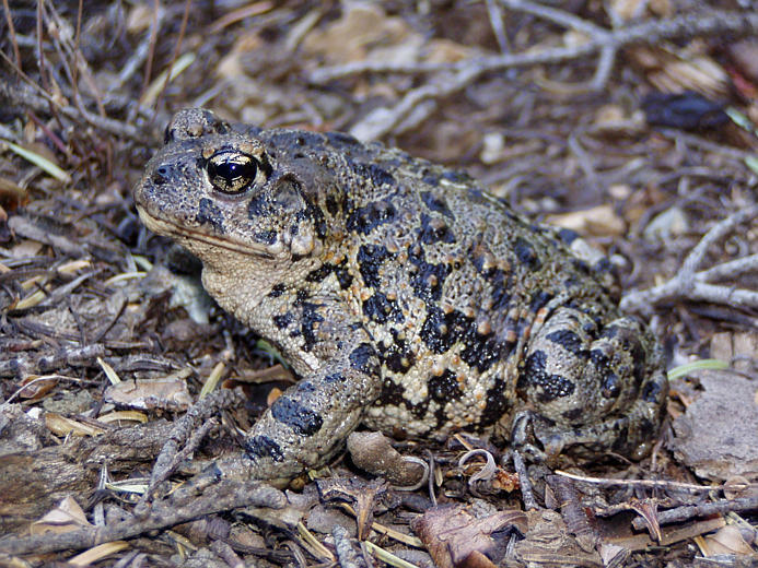 Image of western toad