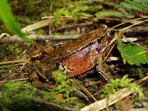 Image of Northern Red-legged Frog