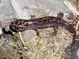 Image of Coastal Giant Salamander