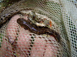 Image of Coastal Giant Salamander