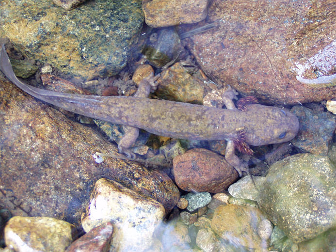 Image of Coastal Giant Salamander