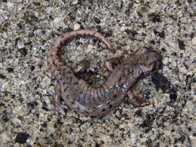 Image of Mount Lyell Salamander