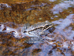 Image of Cascades Frog