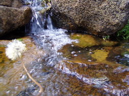 Image of Cascades Frog