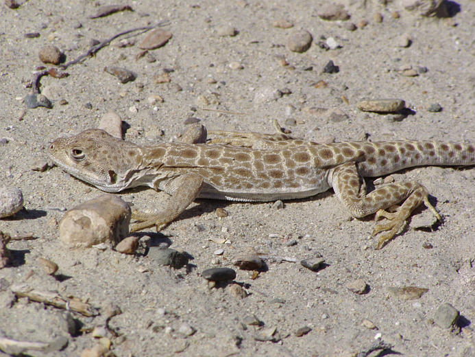 Image de Gambelia wislizenii (Baird & Girard 1852)