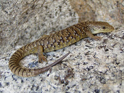 Image of northern alligator lizard