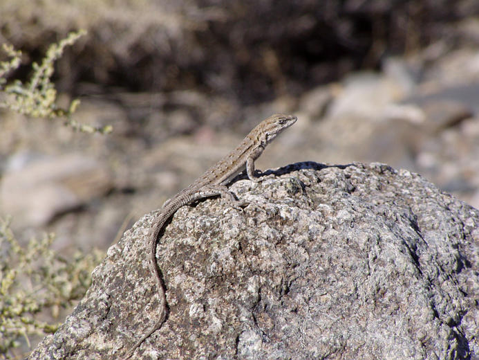 Image of common side-blotched lizard