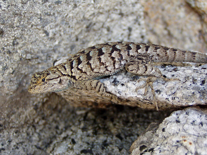 Image of Western Fence Lizard