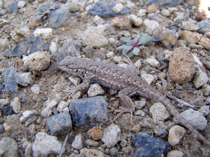 Image of Common Sagebrush Lizard