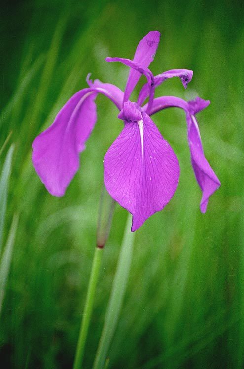 Image of rabbitear iris