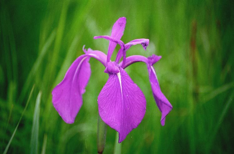 Image of rabbitear iris