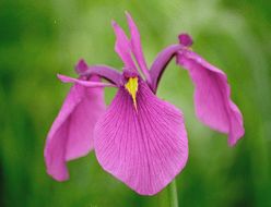 Image of Japanese iris