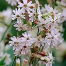 Image of pink campion