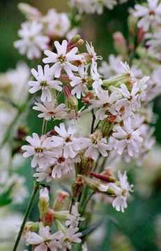 Image of pink campion