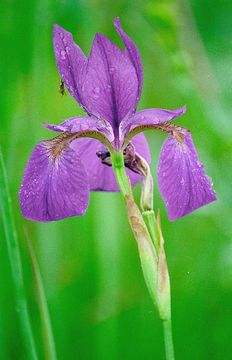 Image of blood iris