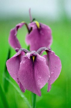 Image of Japanese iris