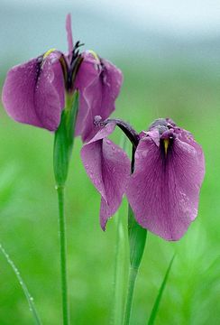 Image of Japanese iris