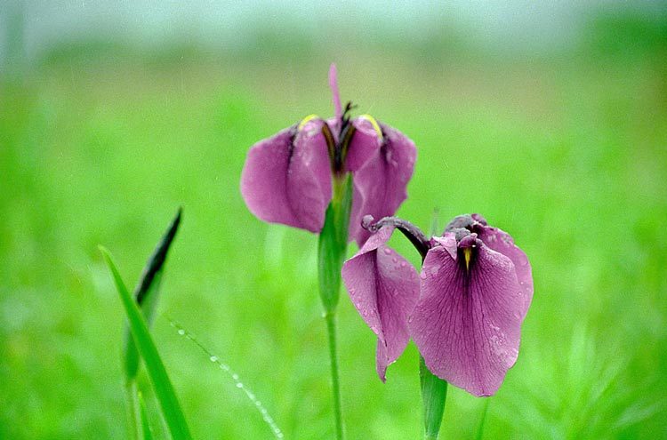 Image of Japanese iris