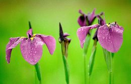 Image of Japanese iris