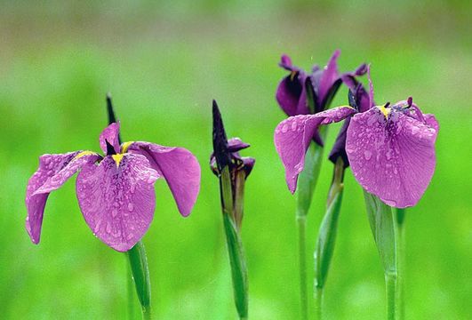 Image of Japanese iris