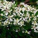 Image of <i>Clematis terniflora</i> var. <i>mandshurica</i>