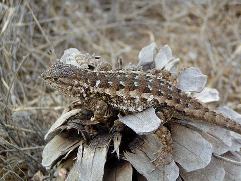 Image of Western Fence Lizard