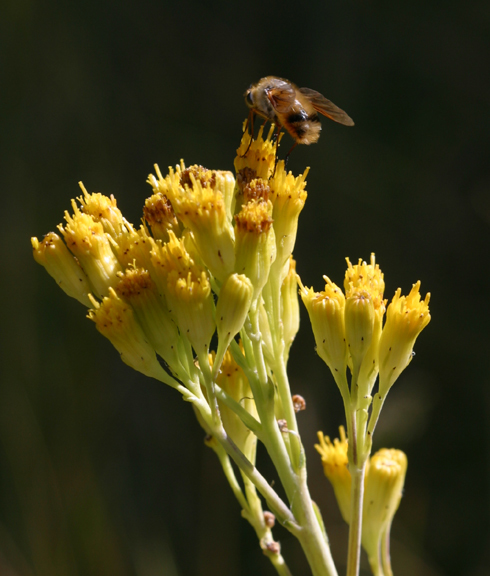 Image of water ragwort