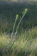 Image of water ragwort