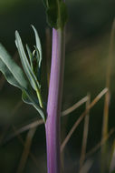 Image of water ragwort