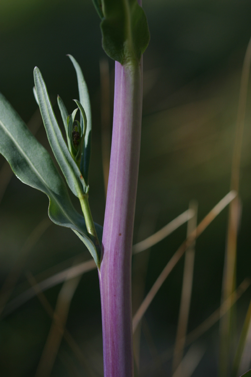 Image of water ragwort