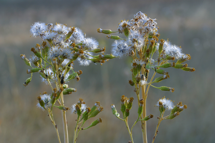 Image of water ragwort