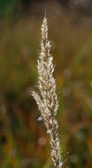 Image of foxtail muhly