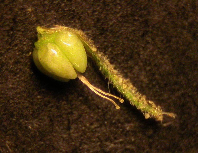 Tiquilia nuttallii (Benth. ex Hook.) A. Richards. resmi