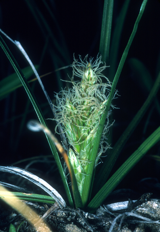 Image of Douglas' sedge