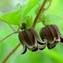 Image of Clematis fusca Turcz.