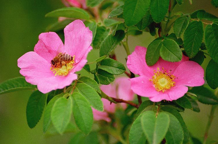 Image of Amur rose