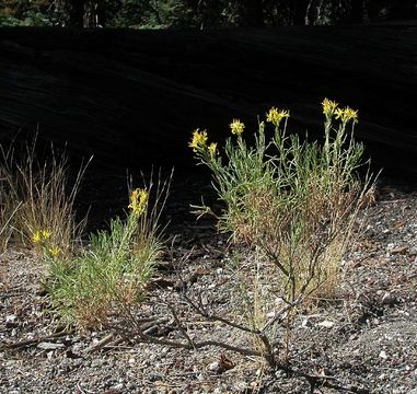 Ericameria bloomeri (A. Gray) Macbr. resmi