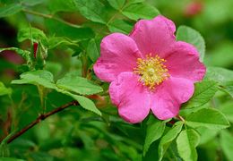 Image of Amur rose