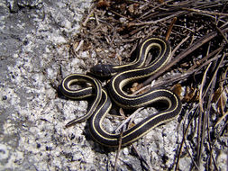 Image of Terrestrial (Wandering) Garter Snake