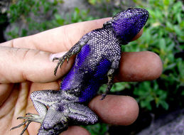 Image of Western Fence Lizard