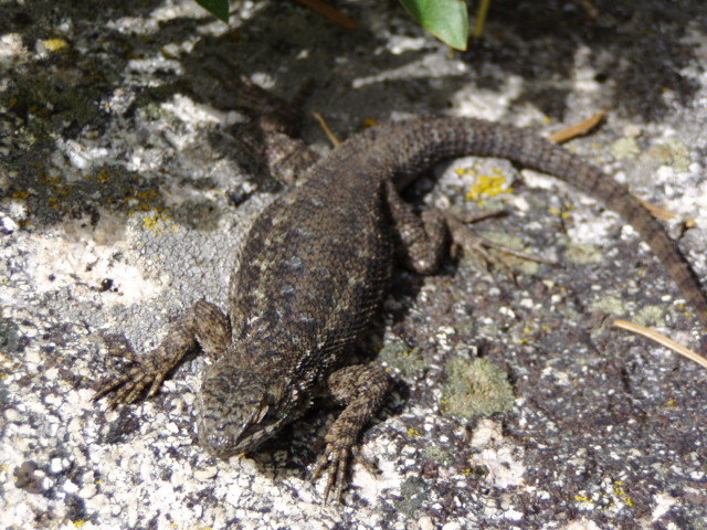 Image of Western Fence Lizard