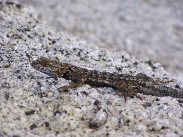 Image of Western Fence Lizard