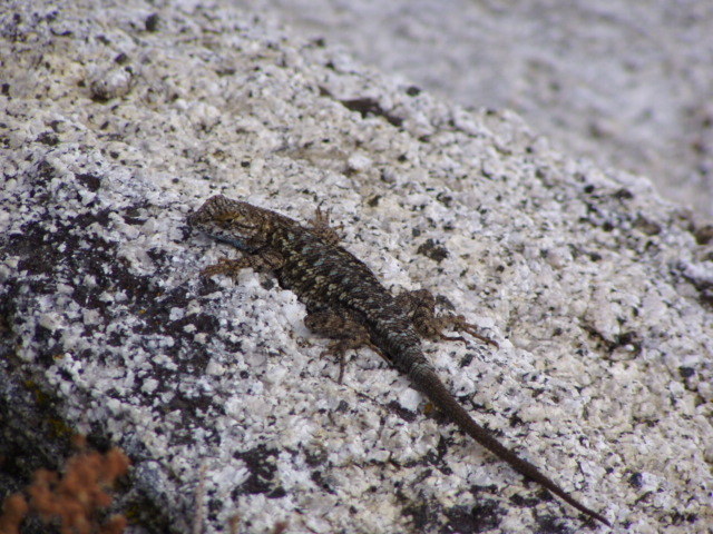 Image of Western Fence Lizard