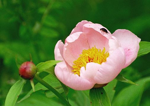 Plancia ëd Paeonia lactiflora Pall.