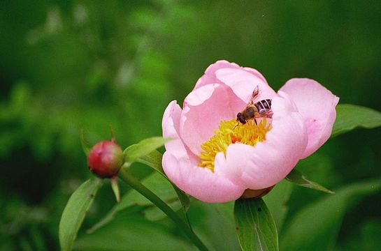 Plancia ëd Paeonia lactiflora Pall.