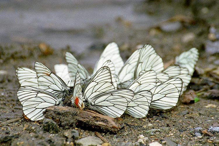 Imagem de Aporia crataegi (Linnaeus 1758)