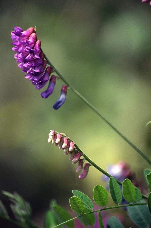 Image of Vicia amurensis Oett.