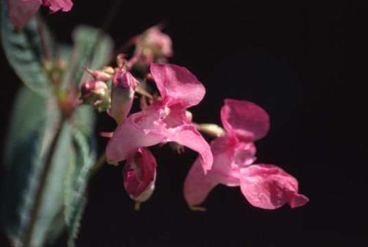 Image of Himalayan balsam