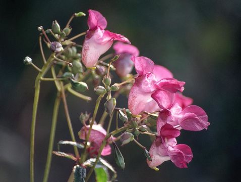 Image of Himalayan balsam